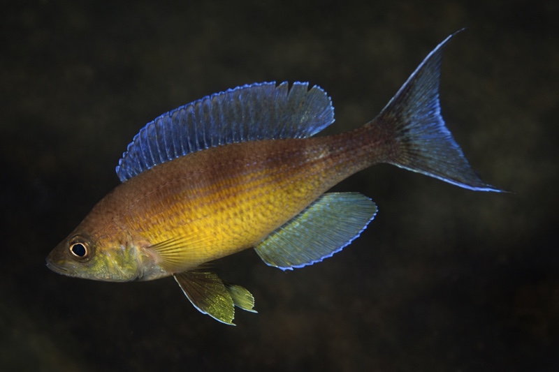 Cyprichromis zonatus 'Kombe'